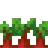 植えられたビートルート