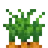 植えられたニンジン