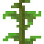コンブの茎