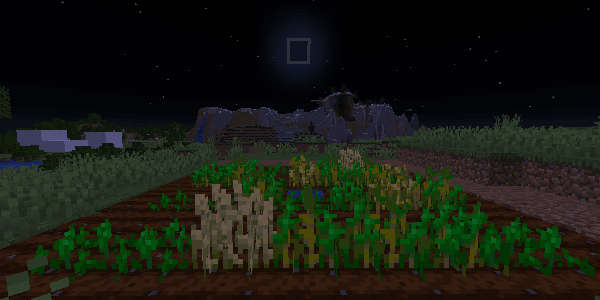 新月の夜に成長する小麦