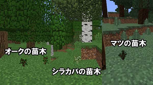 最高のマインクラフト Hd限定マイクラ 苗木