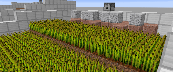 水流で収穫できる小麦畑