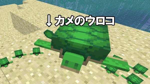 ドロップしたカメのウロコ