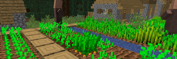 村の畑で育つニンジン